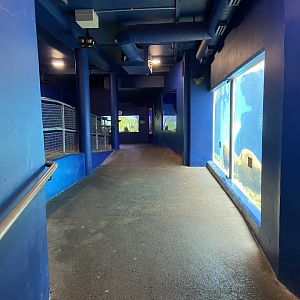 Bristol Zoo Seal and Penguin Coasts