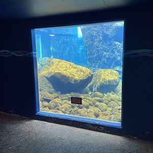 Bristol Zoo Seal and Penguin Coasts