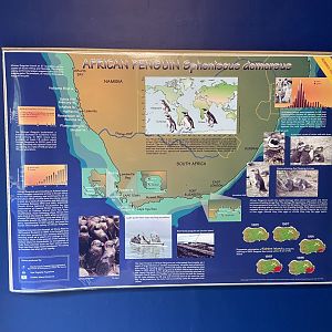 Bristol Zoo Seal and Penguin Coasts