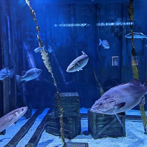 Sunken Shipwreck tank