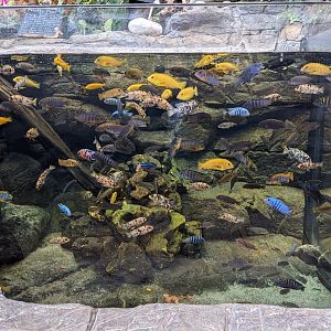 Cichlid Tank