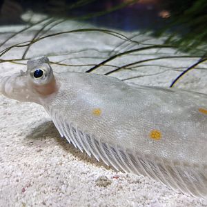 Plaice (?)