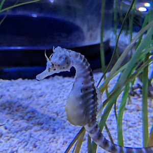 Seahorse