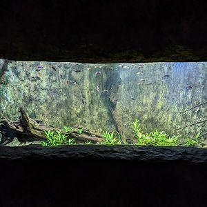 Amazon tank