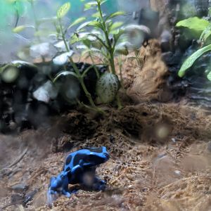 Poison Dart Frog