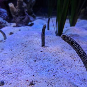 Spotted Garden Eels