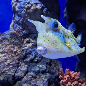 Cowfish