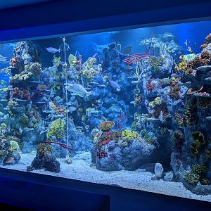 Coral Seas Exhibit