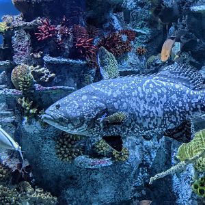 Queensland Grouper