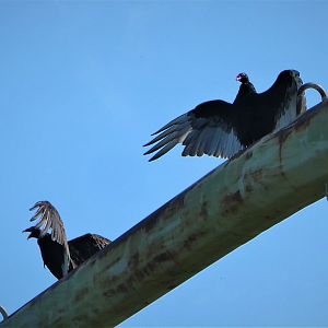 Eastern Turkey Vulture