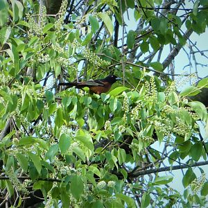 Orchard Oriole