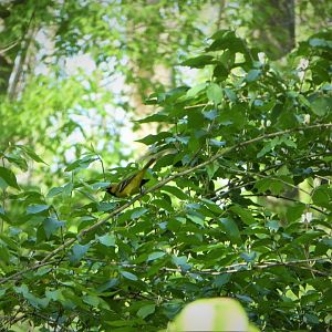 Orchard Oriole
