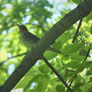 Gray-cheeked Thrush