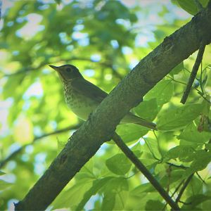 Gray-cheeked Thrush
