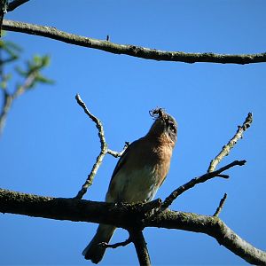 Eastern Bluebird
