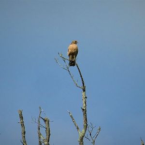 Red-shouldered Hawk