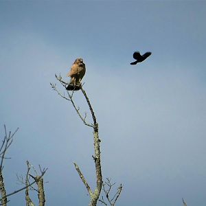 Red-shouldered Hawk