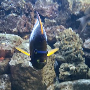 marine angelfish