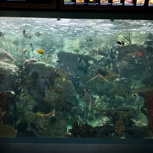 tropical marine tank