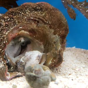 California Two-spot Octopus
