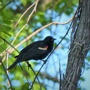 Red-winged Blackbird