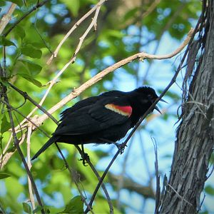 Red-winged Blackbird