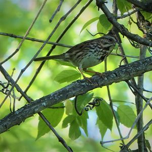 Song Sparrow