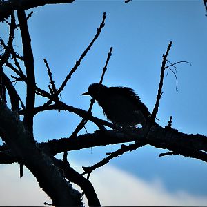 Red-winged Blackbird