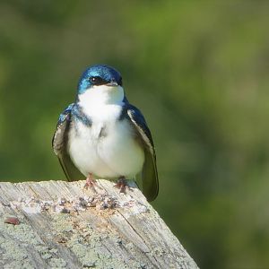 Tree Swallow