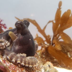 California Two-spot Octopus