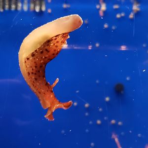 IS THAT A SEA HARE???