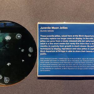 juvenile moon jellies