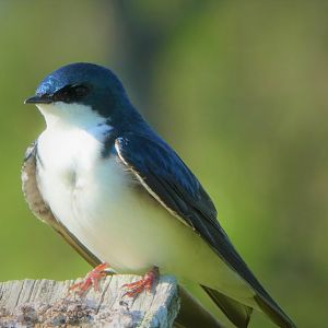 Tree Swallow