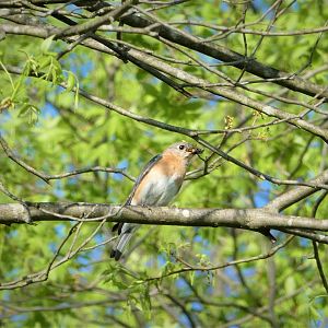 Eastern Bluebird