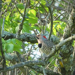Northern Yellow-shafted Flicker