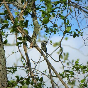 Myrtle Warbler