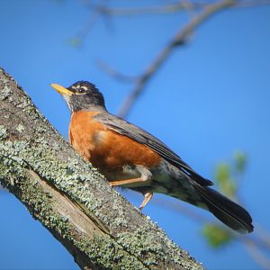 Eastern Robin
