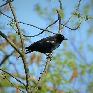 Red-winged Blackbird