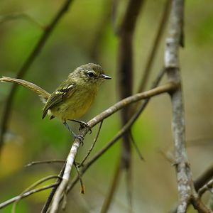 Mottle-cheeked Tyrannulet (Phylloscartes ventralis)