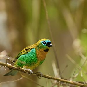 Brassy-breasted Tanager (Tangara desmaresti)