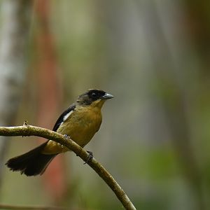 Black-goggled Tanager (Trichothraupis melanops)