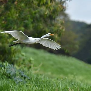 Great egret (Ardea alba)