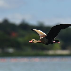 Black-bellied Whistling-Duck (Dendrocygna autumnalis)