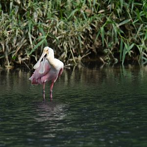 Roseate Spoonbill (Platalea ajaja)