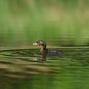 Pied-billed Grebe (Podilymbus podiceps)