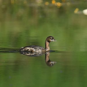 Pied-billed Grebe (Podilymbus podiceps)