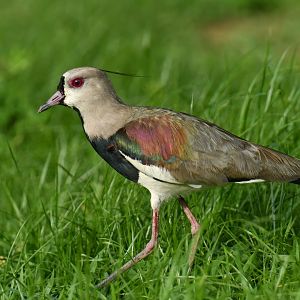 Southern Lapwing (Vanellus chilensis)