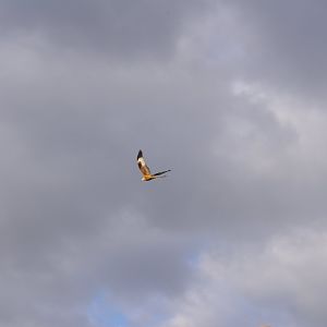 Red Kite- Hamerton Zoo Park 6/3/2022