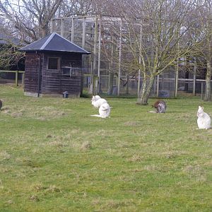 Wallabies- Hamerton Zoo Park 6/3/2022
