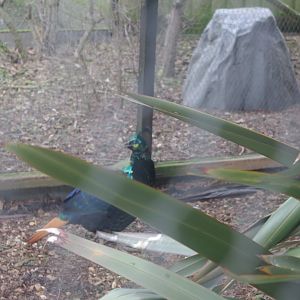 Himalayan Monal- Hamerton Zoo Park 6/3/2022